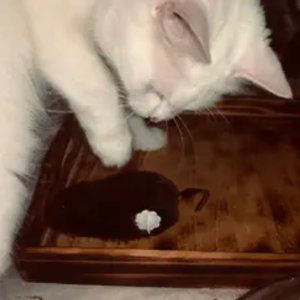 Interactive Cat Toy 1pc Wind-Up Plush Mouse